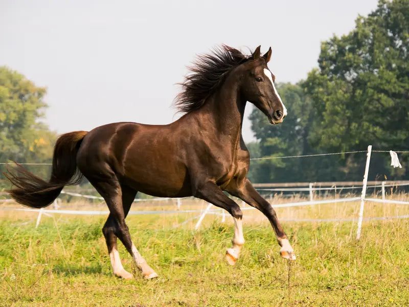 Marwari ($50,000+)