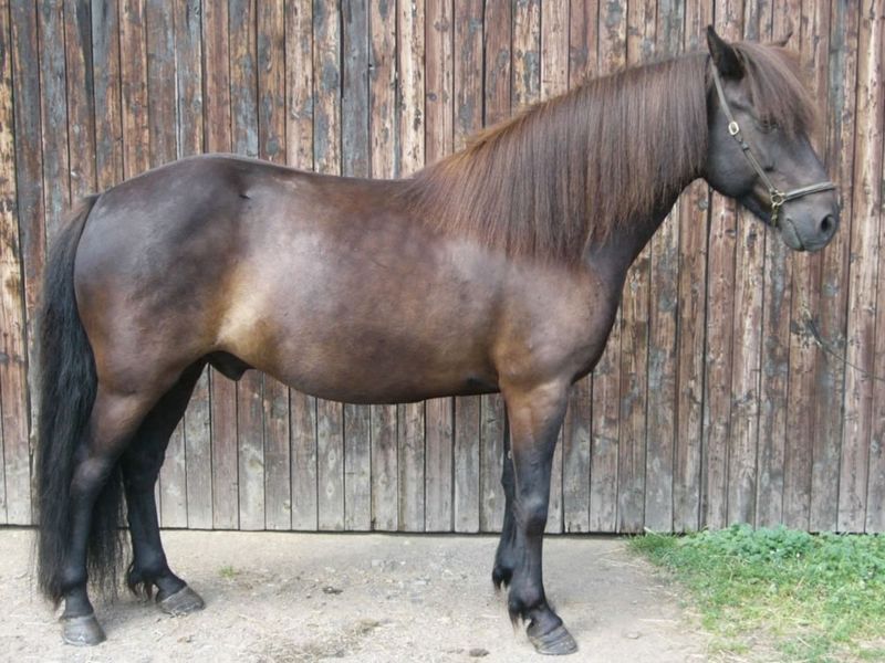 Aegidienberger: Germany's Gaited Treasure