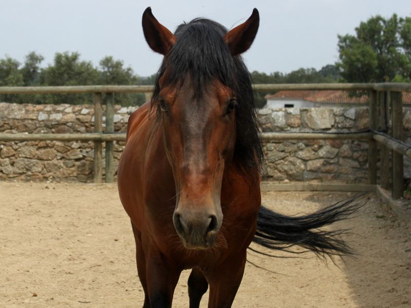 Lusitano: Brave to a Fault