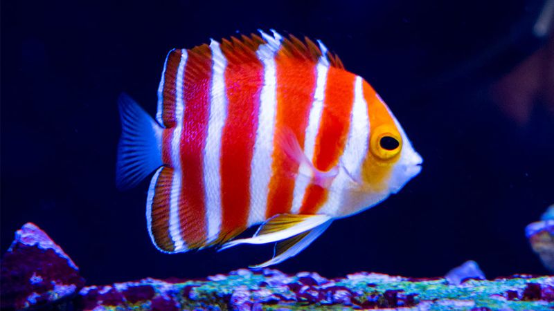Peppermint Angelfish Can