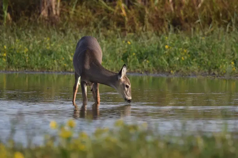 Riverside Goliaths: White-Tailed Deer