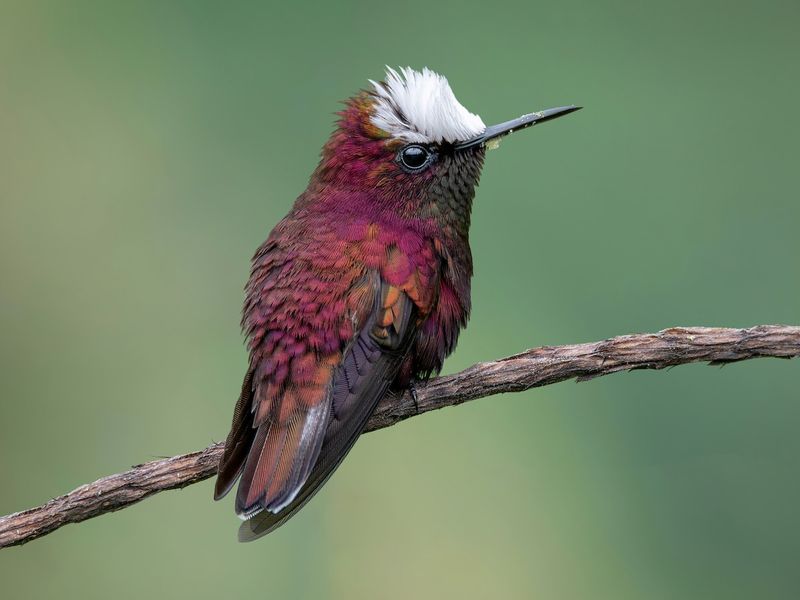 Feathered Raindrops