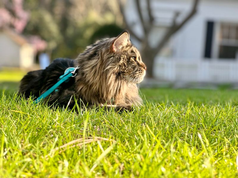 Georgia's Southern Hospitality Extends To Pets