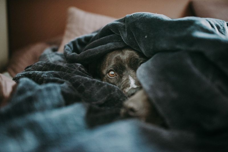 Weighted Blankets
