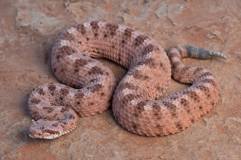 Sidewinder Rattlesnake