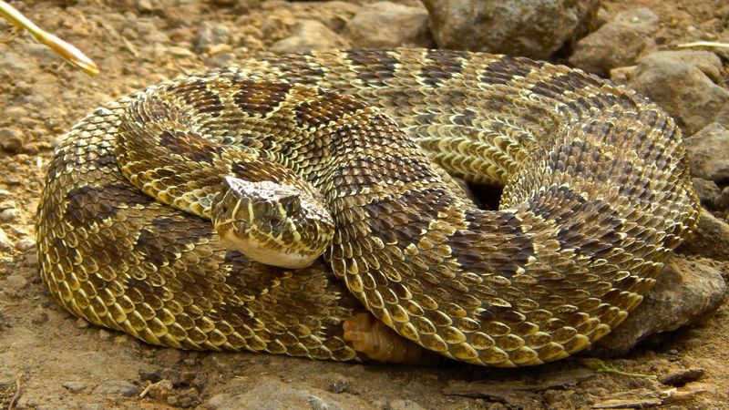 Prairie Rattler: Grassland Guardian