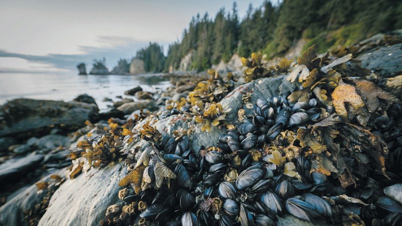 Hidden Danger: Paralytic Shellfish Poisoning