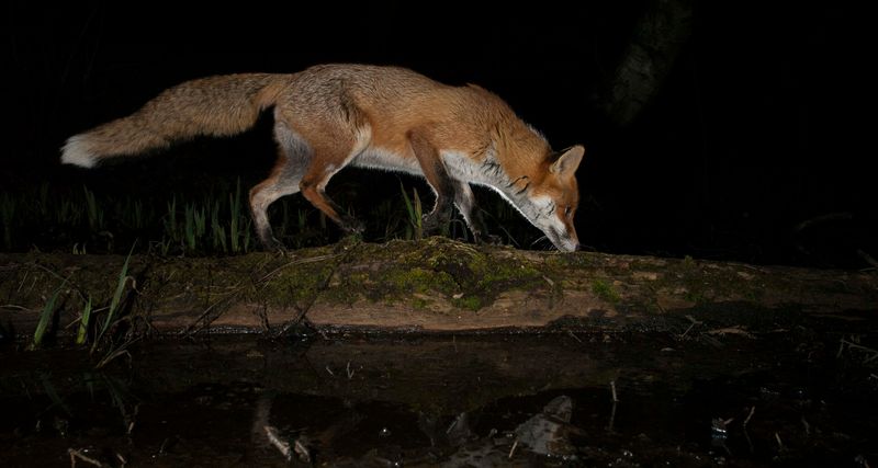 Stealthy Night Stalkers