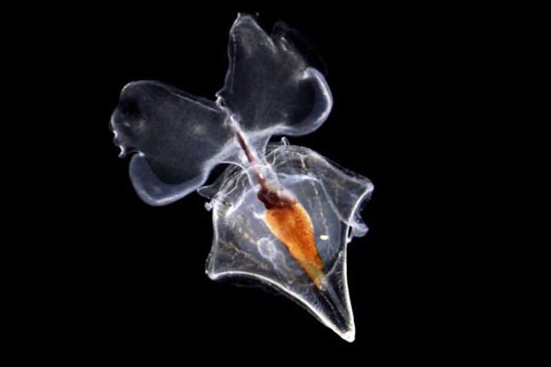 Butterfly Ballerinas Of The Deep