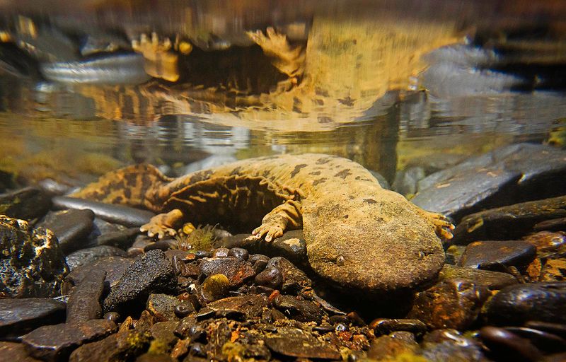 Living Fossil: The Hellbender Salamander