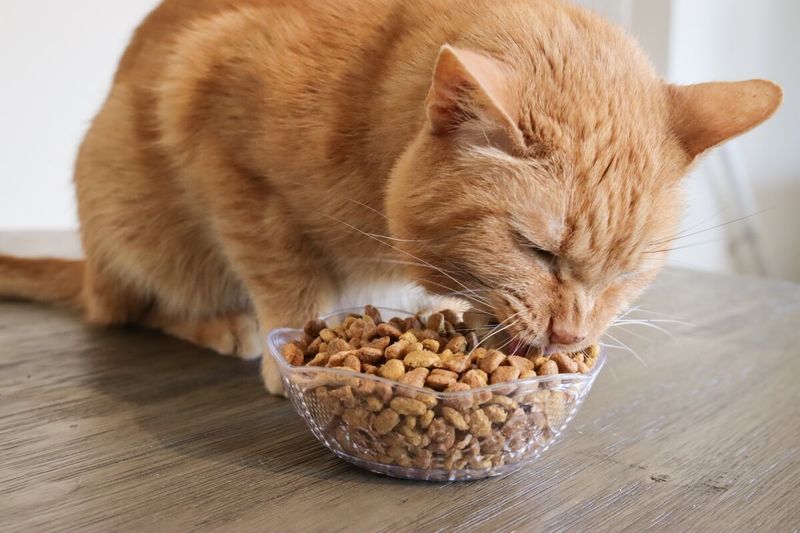 Feed Them At Regular Times