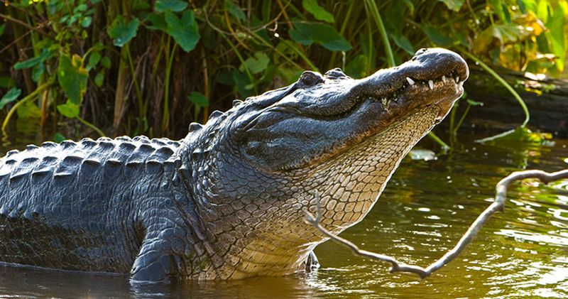 Comeback Champions: American Alligator