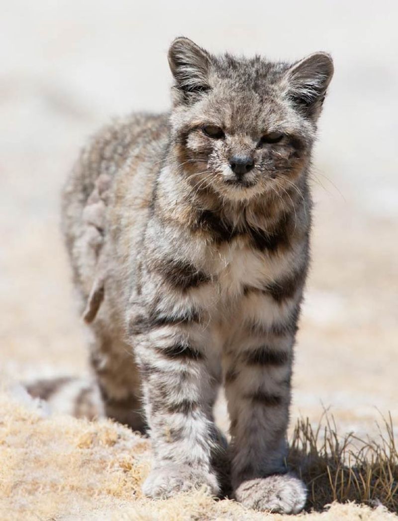 Specialized Mountain Rat Hunters