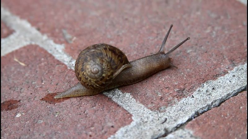 Moving At A Snail's Pace