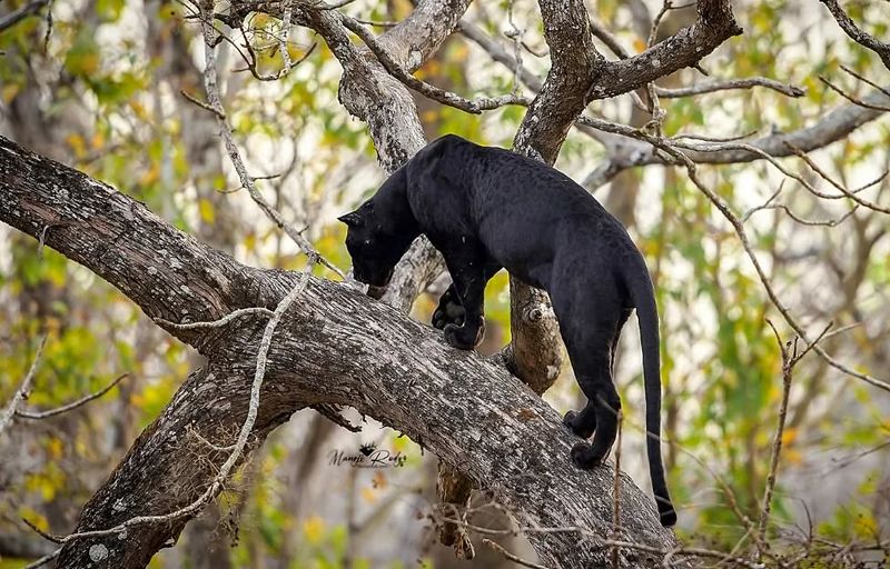 Tree-Caching Their Food