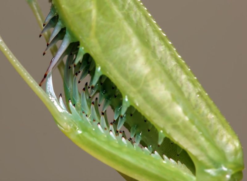 Specialized Killing Forearms With Deadly Spikes