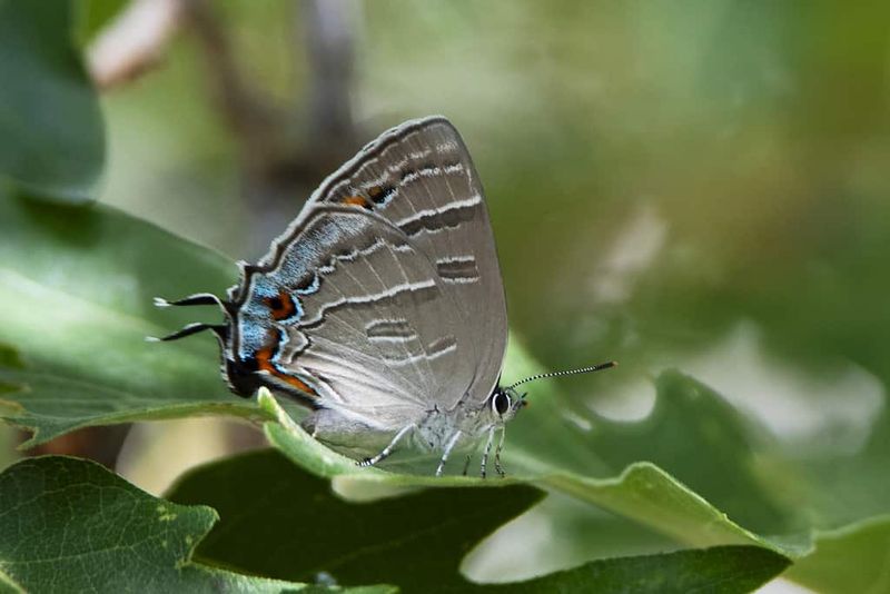 Rainforest Royalty