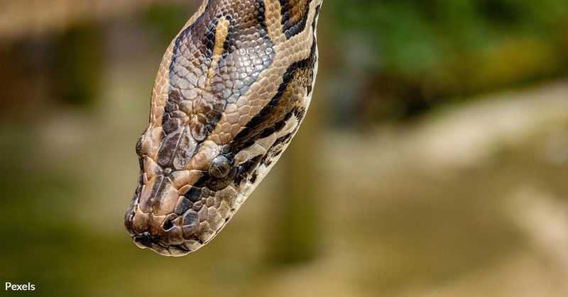 Devastating Impact On Native Mammals