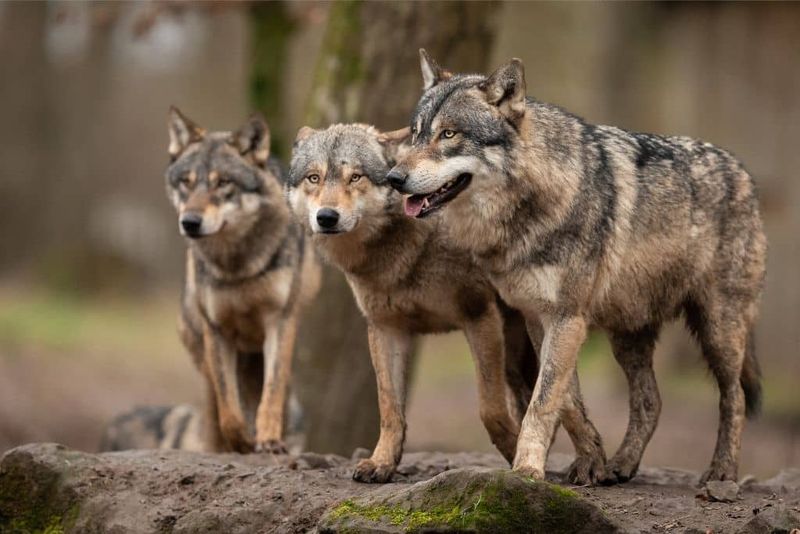 Wolves Of The Last Frontier