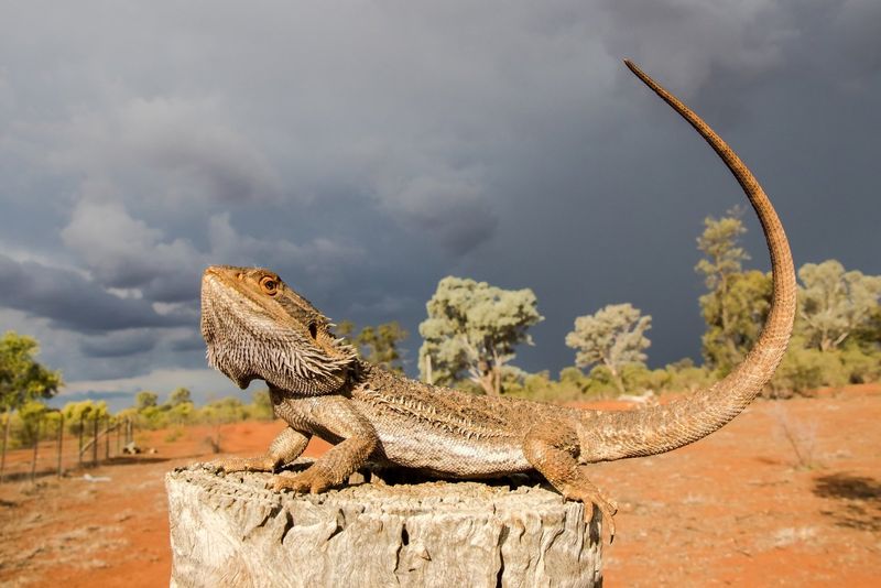 Armored Survivors: Bearded Dragons