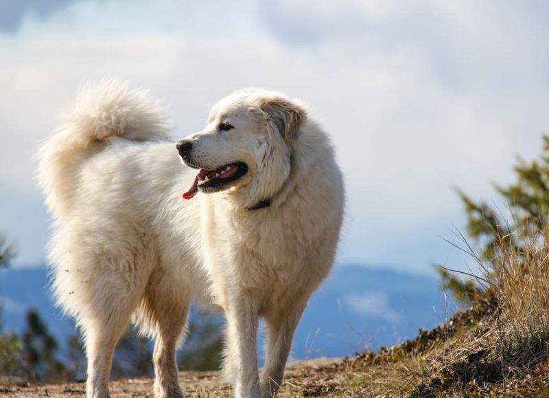Great Pyrenees