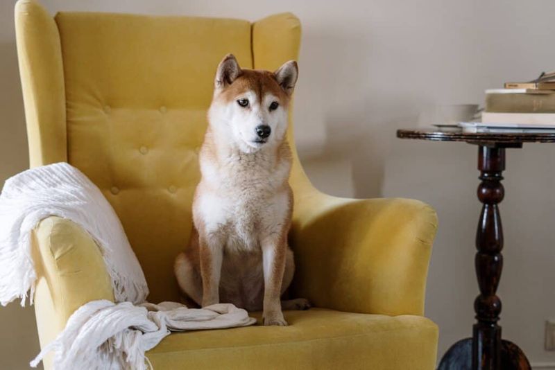 Shiba Inu