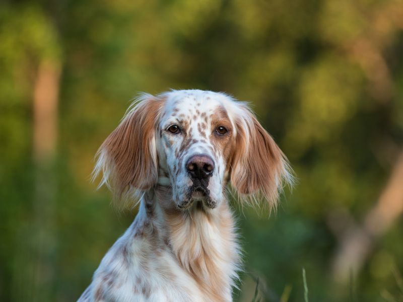 English Setter