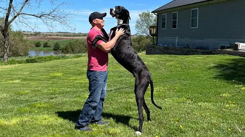 Great Dane