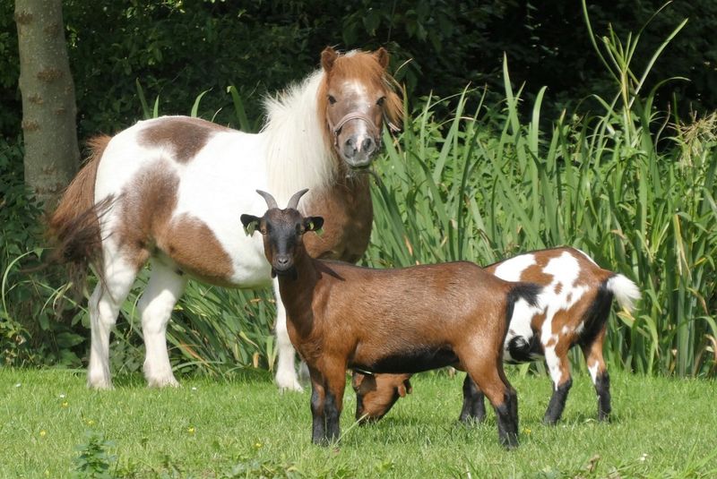 Cross-Species Friendships