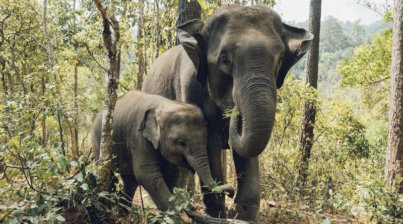 Elephant Einsteins