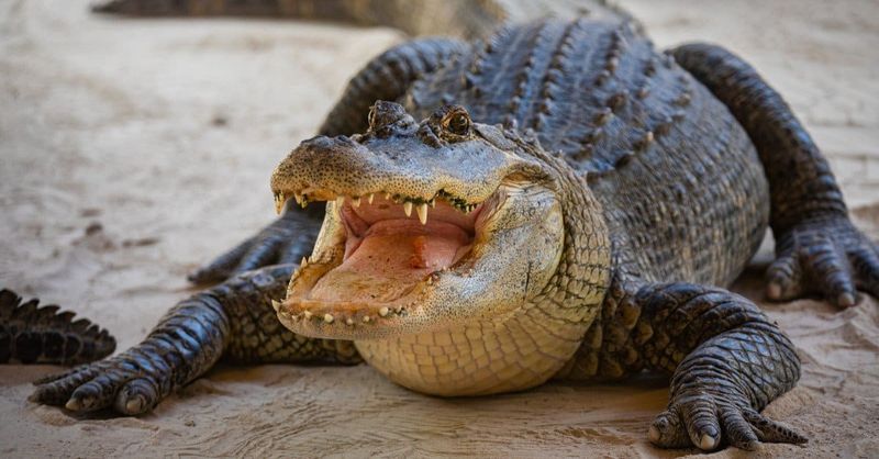 Mother Alligators Fiercely Protect Their Nests