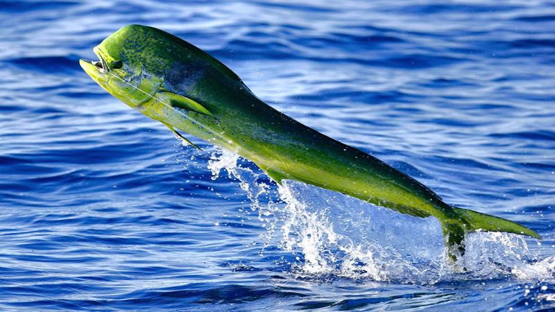 Puerto Rico's FAD Phenomenon