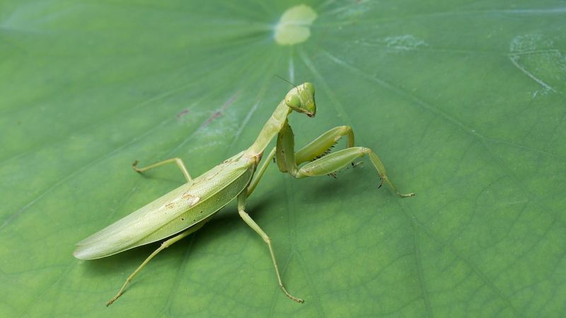 Female Praying Mantis's Cannibalistic Conclusion