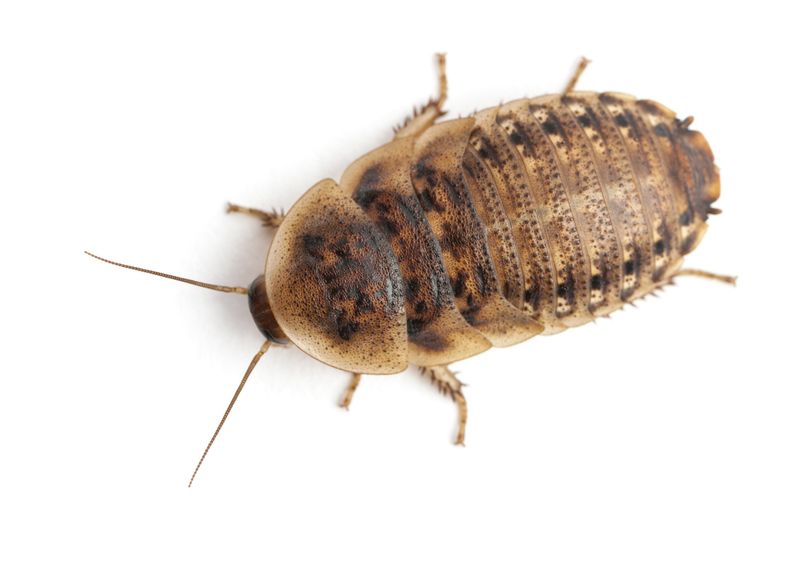Dubia Roaches: Nutritional Powerhouses