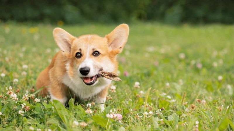 Cut Back On Treats