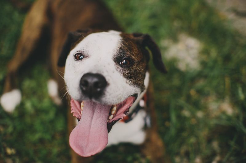 Breed Identification Is Surprisingly Unreliable