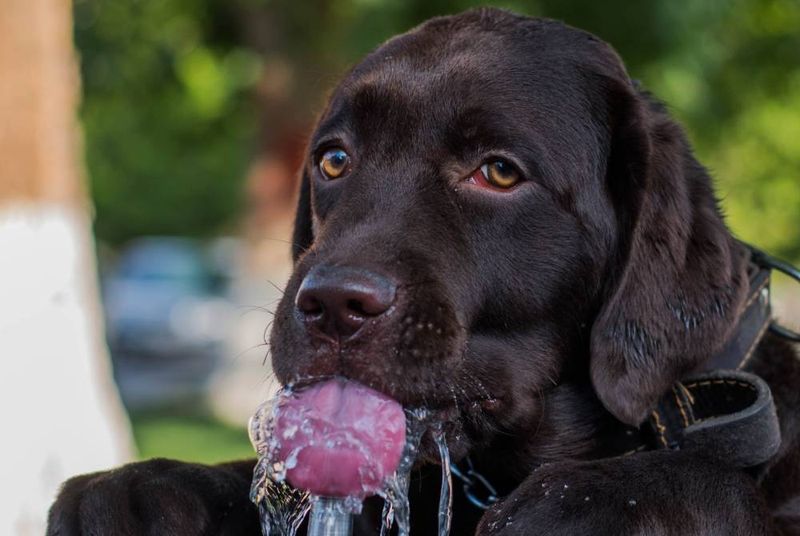 Heat Stroke Danger