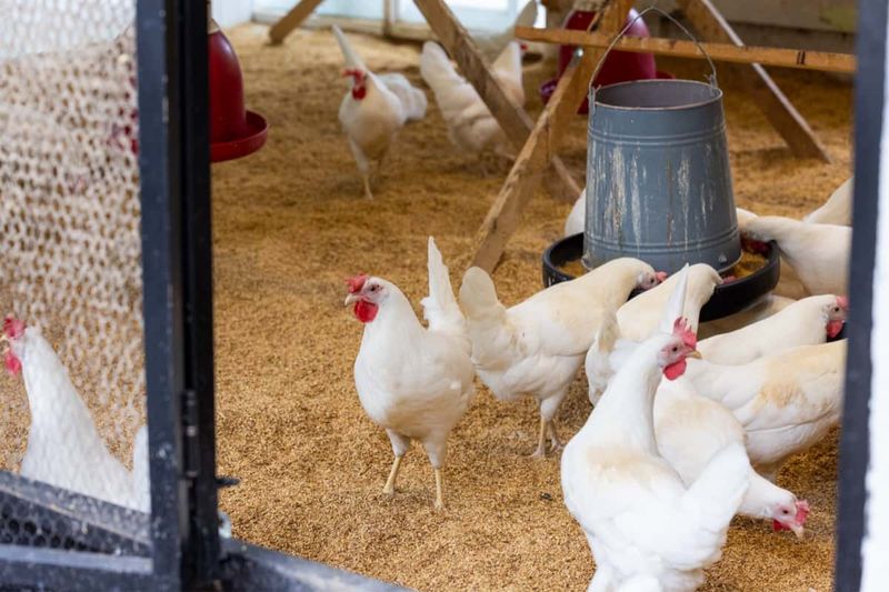 Feathered Efficiency Machines