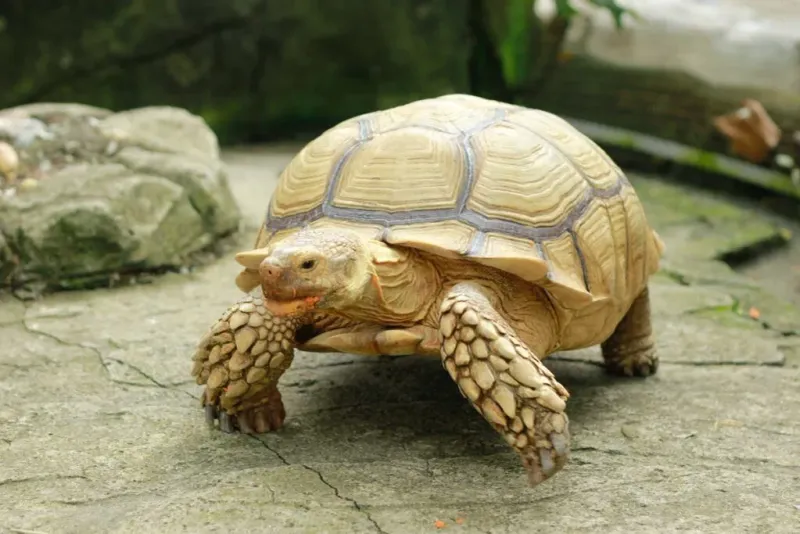 Sulcata Tortoise