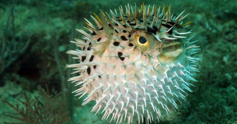 Pufferfish