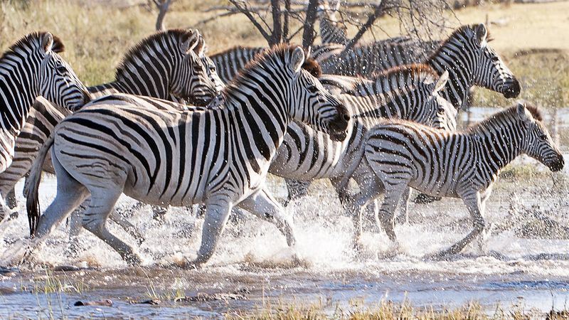Zebra's Dazzling Disguise