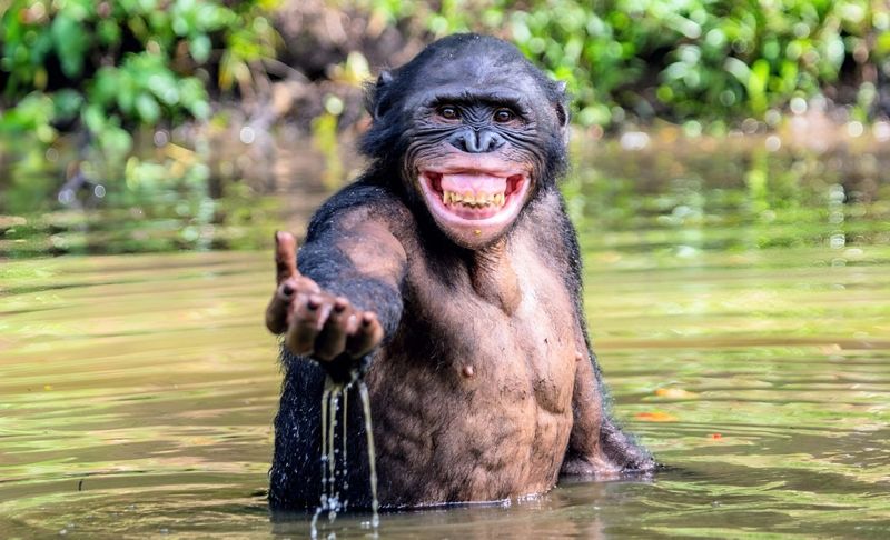 Bonobo