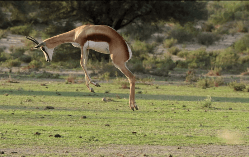 Gazelle
