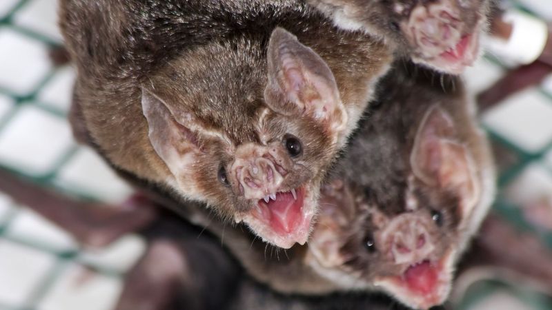 Vampire Bats: Surprising Blood Donors