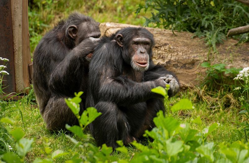 Chimpanzees