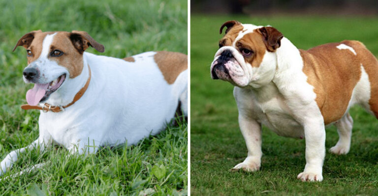 Meet 7 Dog Breeds Gaining Popularity In 2025 (And 7 Whose Popularity Is Declining)