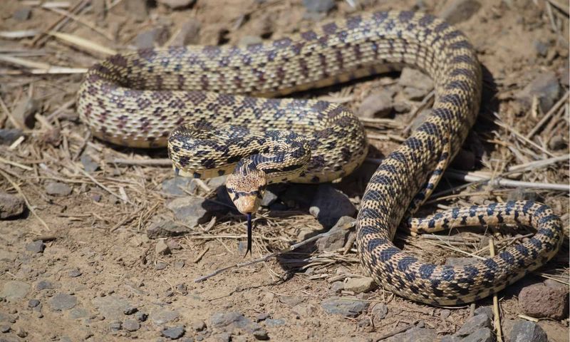 They're One Of The Longest Snakes In Montana