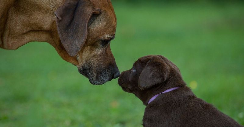 Scent Exchange Before Meeting