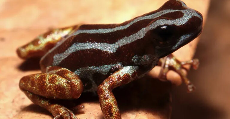Meet Ranitomeya Aetherea: The Newly Discovered ‘Heavenly’ Metallic Poison Dart Frog Of The Amazon