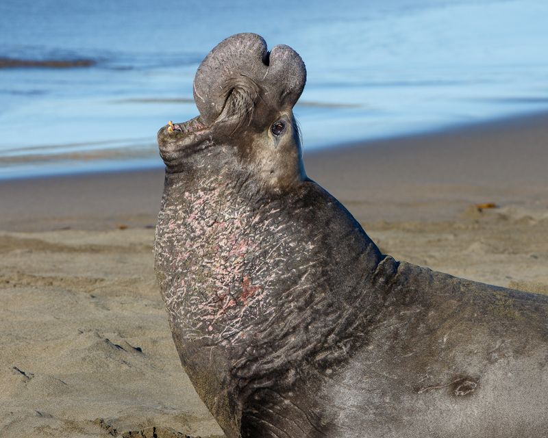 Northern Cousins: The Northern Elephant Seal